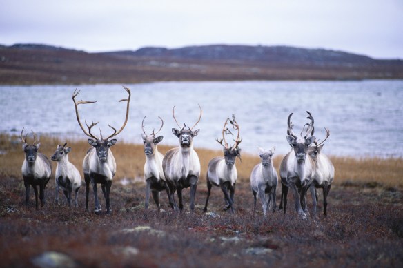 NGS Picture ID:696517