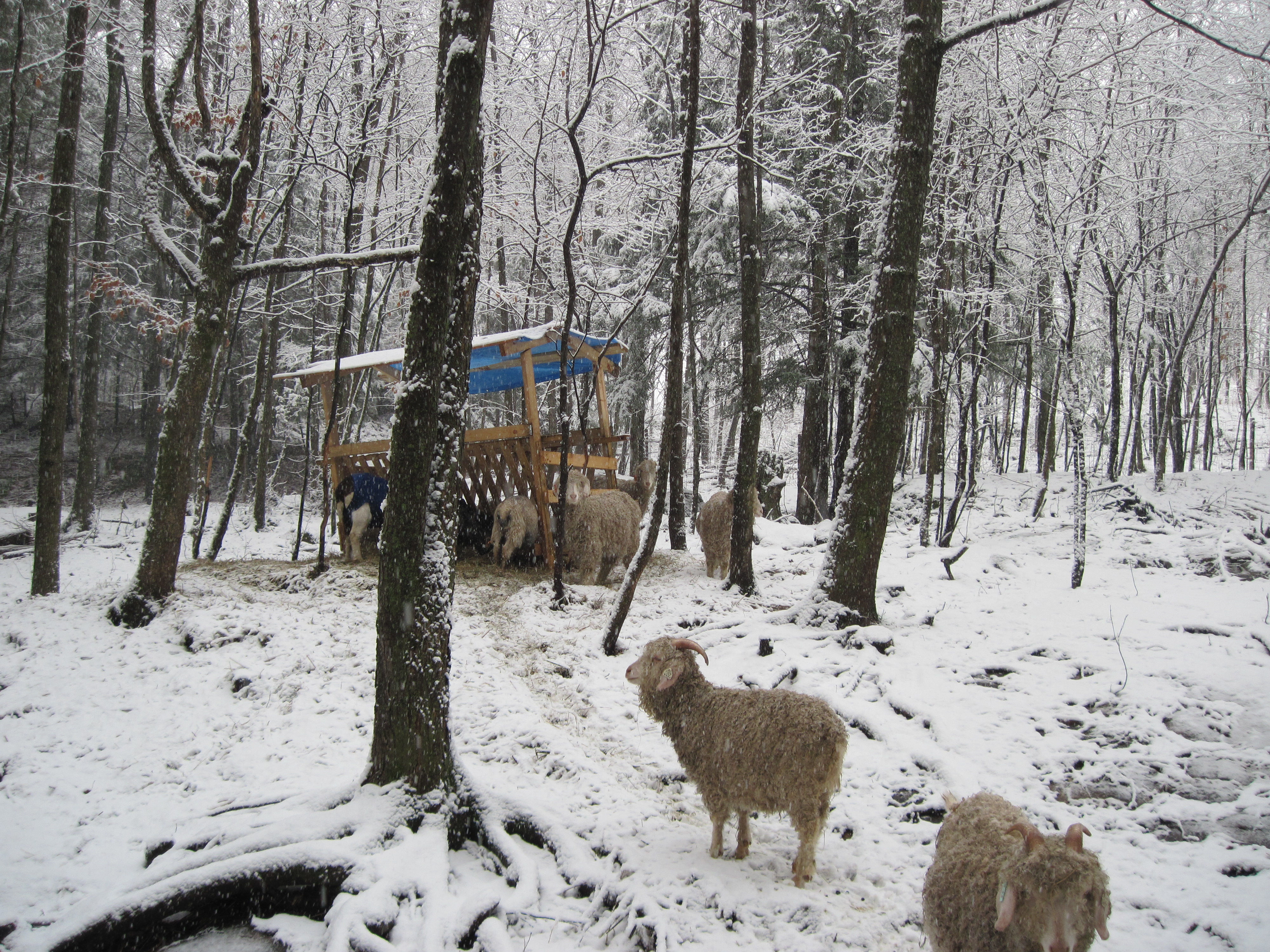 goats-on-hill-snow-in-tree.jpg