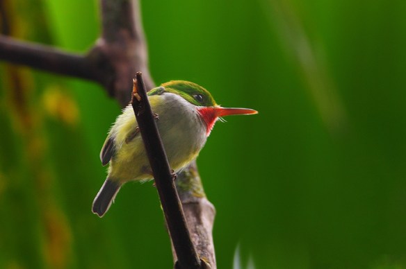 0463_Puerto_Rican_Tody_Nate_Zeman.jpg