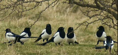 Screen Shot 2016-09-02 at 11.31.35 AM